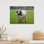 Brahman (alias Brahma) Bull in Field Poster (Küche)