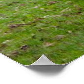 Brahman (alias Brahma) Bull in Field Poster (Ecke)