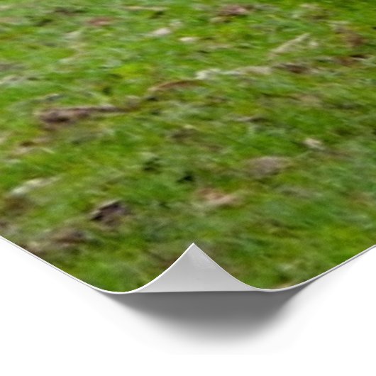 Brahman (alias Brahma) Bull in Field Poster (Ecke)