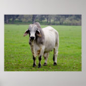 Brahman (alias Brahma) Bull in Field Poster (Vorne)
