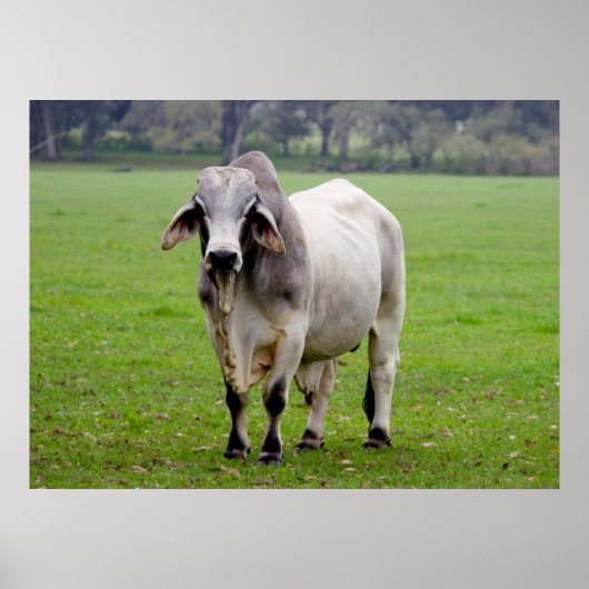 Brahman (alias Brahma) Bull in Field Poster (Vorne)