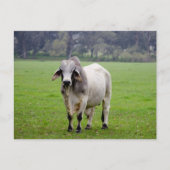 Brahman (alias. Brahma) Stier auf dem Gebiet Postkarte (Vorderseite)