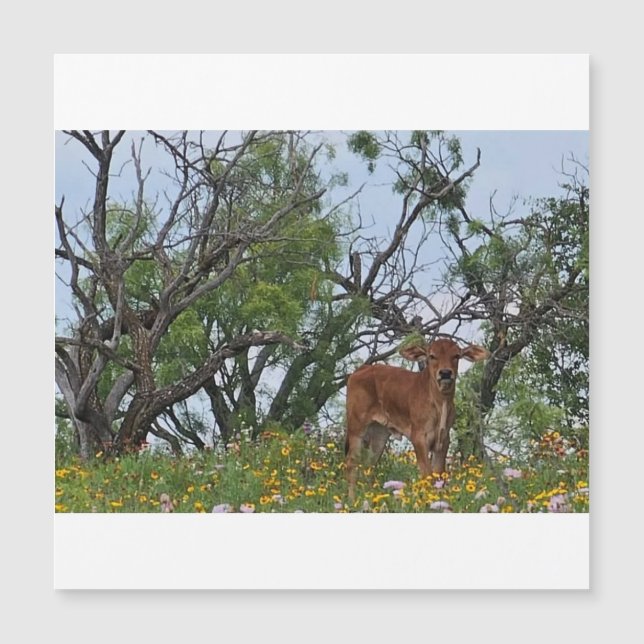 Brahman Calf in Wildflowers Magnetkarte (Vorderseite)