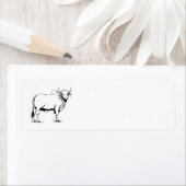 Brahman Cow (Insitu)