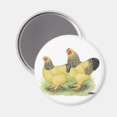 Brahmas: Buff Bantams Magnet (Vorderseite/Rückseite)