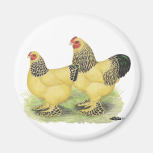 Brahmas: Lederfarbene Zwerghühner Magnet