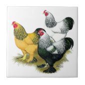 Brahmas Three Roosters Fliese (Vorderseite)