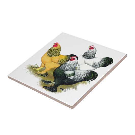 Brahmas Three Roosters Fliese (Seite)