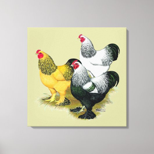 Brahmas Three Roosters Leinwanddruck (Vorderseite)