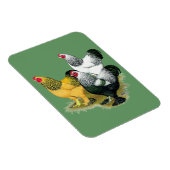 Brahmas Three Roosters Magnet (Rechte Seite)
