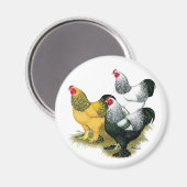 Brahmas Three Roosters Magnet (Vorderseite/Rückseite)