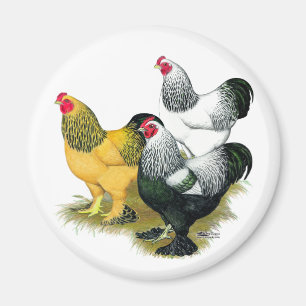 Brahmas Three Roosters Magnet