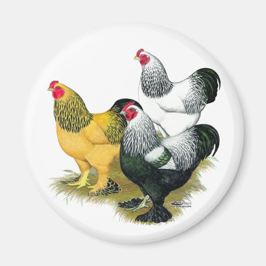Brahmas Three Roosters Magnet (Vorne)
