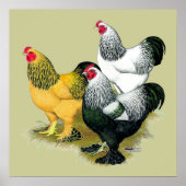 Brahmas Three Roosters Poster (Vorne)