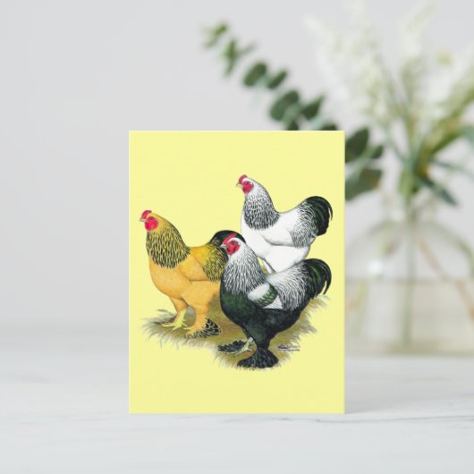 Brahmas Three Roosters Postkarte (Stehend Vorderseite)