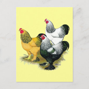 Brahmas Three Roosters Postkarte