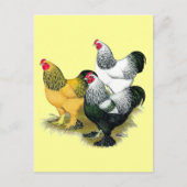 Brahmas Three Roosters Postkarte (Vorderseite)