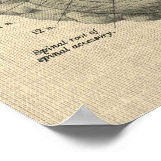 Brain Anatomy Art #1 mit Cream Background Poster (Ecke)