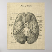 Brain Anatomy Art #1 mit Cream Background Poster (Vorne)
