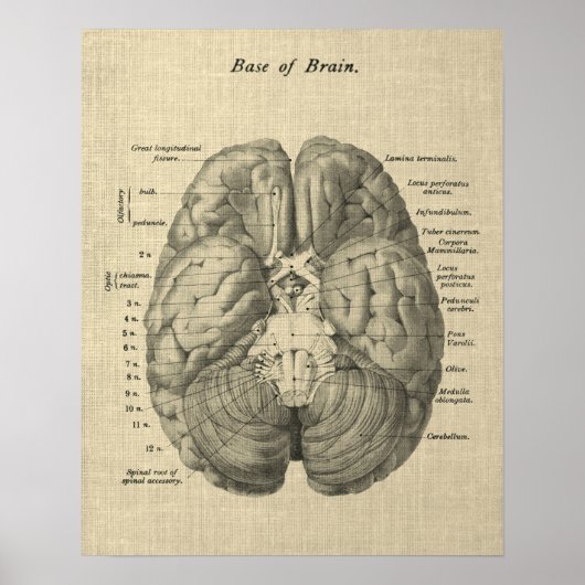 Brain Anatomy Art #1 mit Cream Background Poster (Vorne)