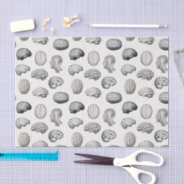 Brain Anatomy Biology Illustrations Seidenpapier