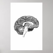 Brain Anatomy Illustration Poster (Vorne)