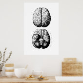 Brain Anatomy Illustration Poster (Küche)