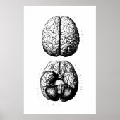 Brain Anatomy Illustration Poster (Vorne)