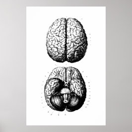 Brain Anatomy Illustration Poster