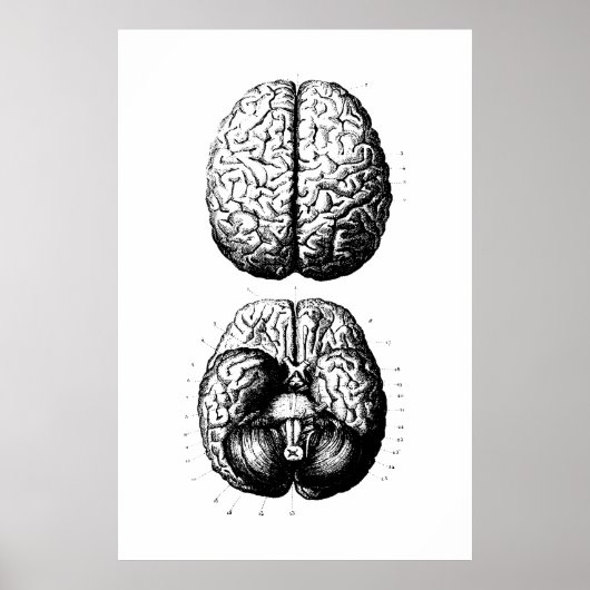 Brain Anatomy Illustration Poster (Vorne)