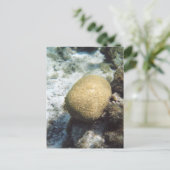 Brain Coral Foto Postcard Postkarte (Stehend Vorderseite)