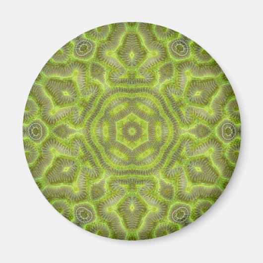 Brain Star Trilobite Magnet (Vorne)