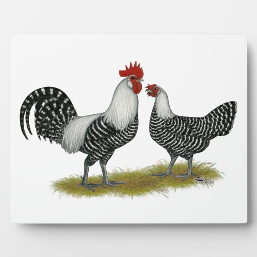 Brakel Chickens Fotoplatte (Vorderseite)