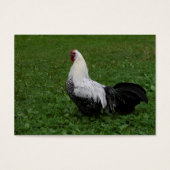 Brakel Hahn (Vorderseite)