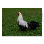 Brakel Hahn (Vorderseite (Horizontal))