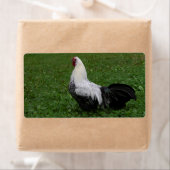 Brakel Hahn (Insitu)