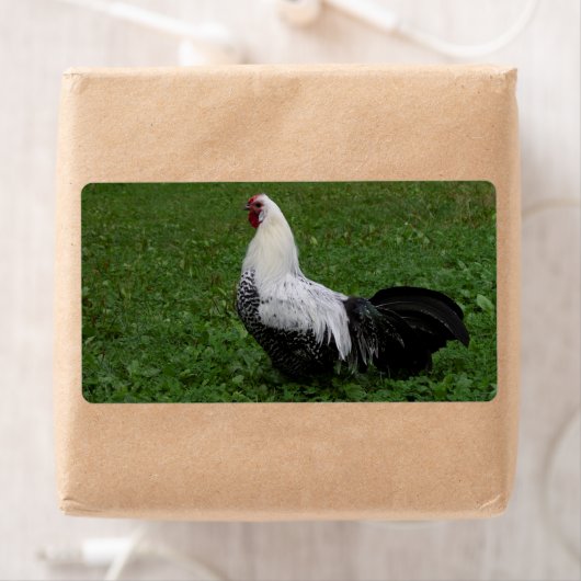 Brakel Hahn (Insitu)