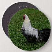 Brakel Hahn Button (Vorne & Hinten)