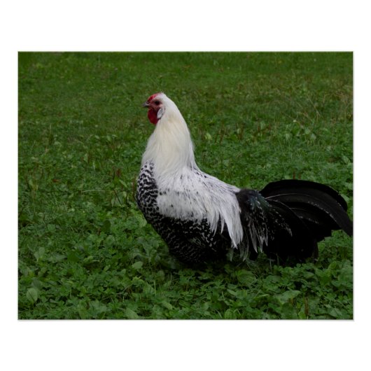 Brakel Hahn Poster (Vorderseite)