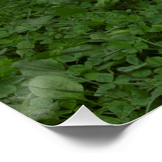 Brakel Hahn Poster (Ecke)