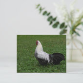 Brakel Hahn Postkarte (Stehend Vorderseite)