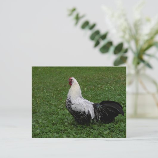 Brakel Hahn Postkarte (Stehend Vorderseite)