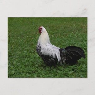 Brakel Hahn Postkarte