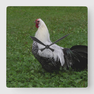 Brakel Hahn Quadratische Wanduhr