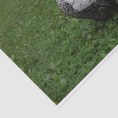 Brakel Hahn Seidenpapier (Ausschnitt)