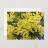 Branch of mimosa postkarte (Vorne/Hinten)