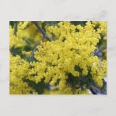 Branch of mimosa postkarte (Vorderseite)