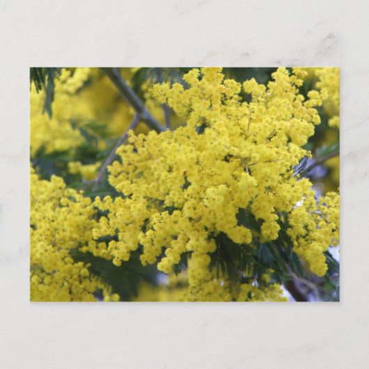 Branch of mimosa postkarte (Vorderseite)