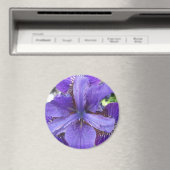 Brandeis Magnet (In Situ (Geschirrspüler))