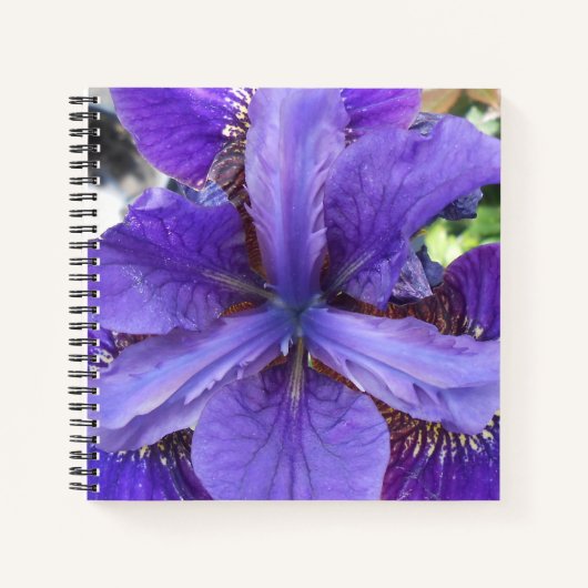 Brandeis Notizbuch (Vorderseite)